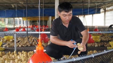 Chăn nuôi nông hộ mở lối đi riêng: [Bài 2] Nuôi vịt trên sàn lạnh