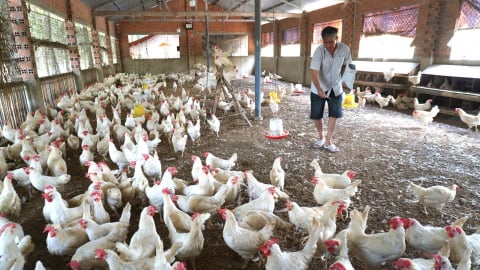 Chăn nuôi nông hộ mở lối đi riêng: [Bài 3] Gà Ai Cập đẻ trứng... OCOP