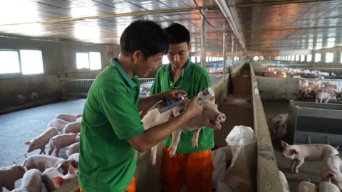 Bí quyết phòng dịch tại trang trại heo 3.500 con