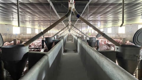Chủ động xây 'hàng rào sinh học' bảo vệ đàn vật nuôi