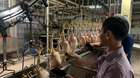 Siết quản lý vệ sinh lò mổ từ cơ sở lớn đến nhỏ