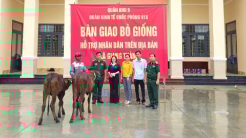 Hỗ trợ hộ nghèo ở Giang Thành 100 con bò giống phát triển kinh tế