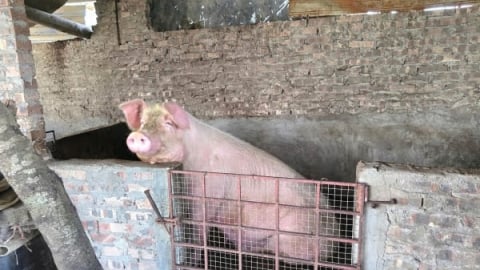 Chấm dứt chăn nuôi trong đô thị đối diện thách thức mới