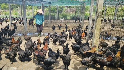 Nuôi gà H’Mông an toàn sinh học trên vùng đất cát