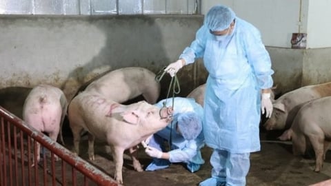 Kiểm soát hiệu quả dịch bệnh động vật, giữ mục tiêu tăng trưởng
