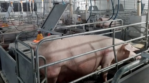 An toàn sinh học, chìa khóa bảo vệ đàn lợn trước dịch bệnh