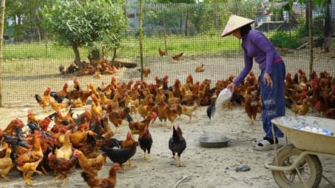 Nuôi gà sạch thu nhập hơn 400 triệu đồng mỗi năm