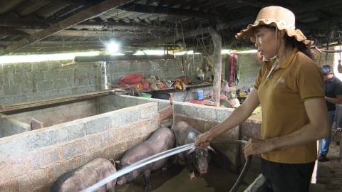 Thái Nguyên có 23 xã không phát sinh dịch tả lợn Châu Phi