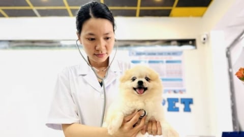Cơ sở chăm sóc thú cưng, cánh tay nối dài của ngành thú y