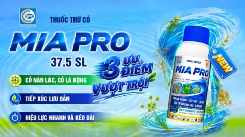 MIA PRO 37.5SL, giải pháp quản lý cỏ năn lác trên ruộng lúa khó giữ nước
