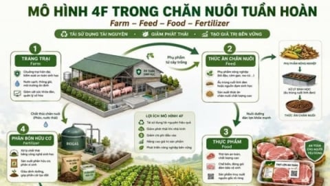 TP.HCM thúc đẩy chăn nuôi tuần hoàn, hướng đến nông nghiệp xanh và giảm phát thải