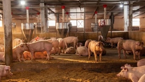 Trang Linh: Chăn nuôi tuần hoàn, tạo giá trị xanh từ phụ phẩm