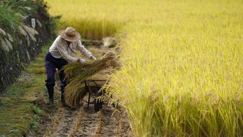 Nhật Bản đối mặt tình trạng thiếu gạo nghiêm trọng nhất trong 30 năm