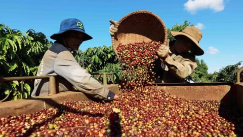 Thái Lan lo ngại nông sản nước này sẽ sớm bị Việt Nam vượt mặt