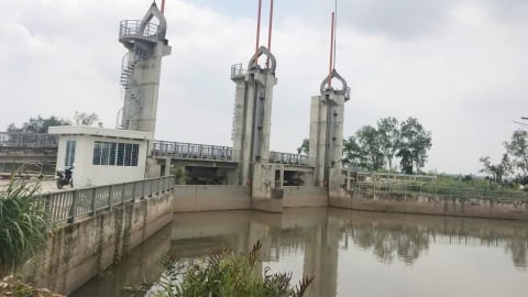 Vĩnh Long: Xâm nhập mặn không ảnh hưởng nhiều đến sản xuất