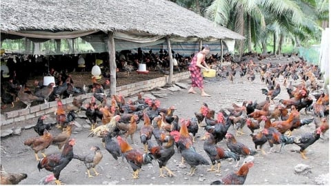 Trà Vinh: Tập trung hỗ trợ 433 hộ nghèo thoát nghèo bền vững