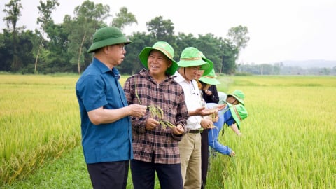 Cùng giống, cùng thời vụ nhưng có ruộng vào chắc và có ruộng lúa bị lép