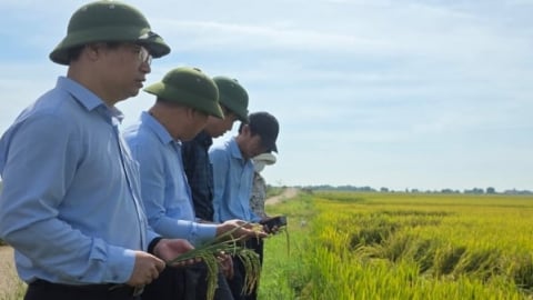 Nhận định nguyên nhân lúa đông xuân tại Quảng Trị giảm năng suất