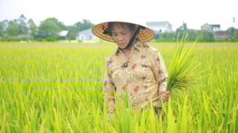 40.000ha lúa xuân Nghệ An gieo cấy trước lịch 15 ngày, có nơi trước 30 ngày