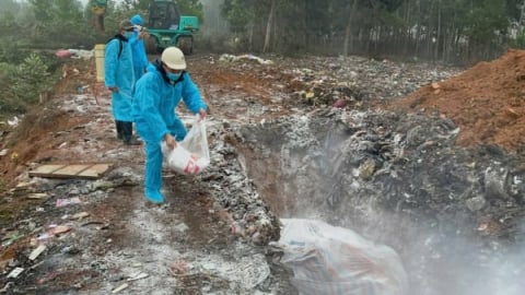 Thanh Hóa đã tiêu hủy 24.000 con lợn bị dịch tả lợn Châu Phi