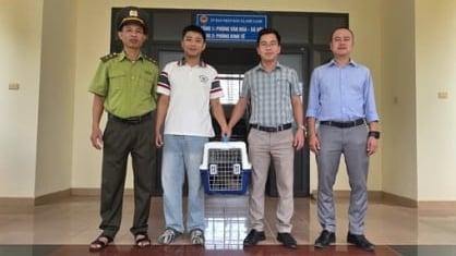 Quảng Trị: Bàn giao tê tê Java quý hiếm cho đơn vị cứu hộ