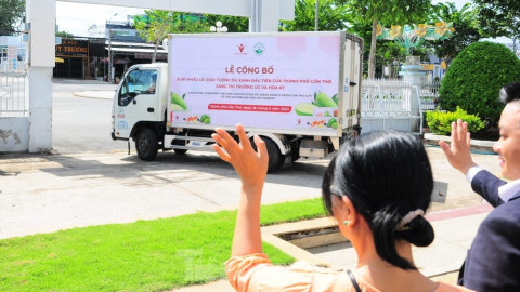 Lần đầu xoài tượng da xanh của Cần Thơ xuất khẩu sang Úc và Hoa Kỳ