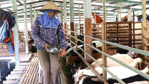 Tối ưu chi phí, làm giàu từ mô hình nông nghiệp tuần hoàn