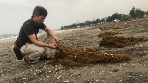 Hàng trăm tấn rong trôi dạt vào biển Đồ Sơn, Cát Bà là rong mơ
