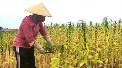 5 giải pháp cho vụ hè thu đặc biệt khó khăn ở Nghệ An