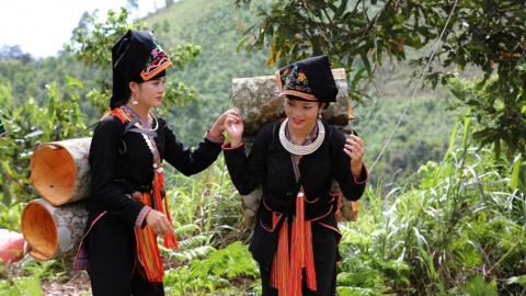 Công nghệ cản trở năng lực chiếm lĩnh thị trường quế và tinh dầu quế