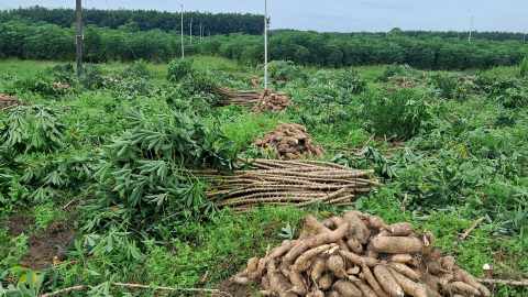 Ngành sắn Việt Nam cần các sản phẩm có tính nổi bật