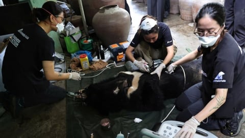 Rescue of a Tibetan bear in Nghe An