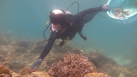 'Awakening' the potential of blue carbon from the sea