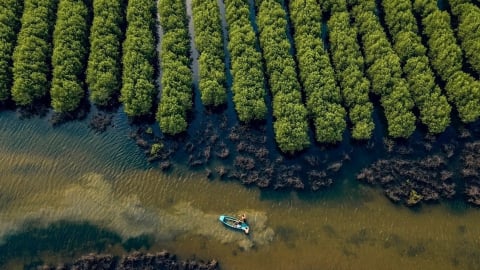 Blue carbon – the ocean's silent 'treasure'