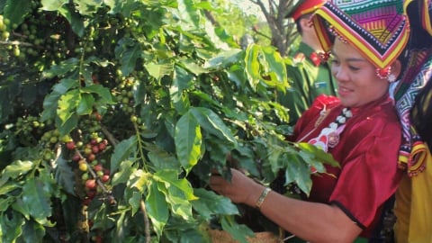 Improving smallholder data to meet EUDR in Vietnam’s coffee sector