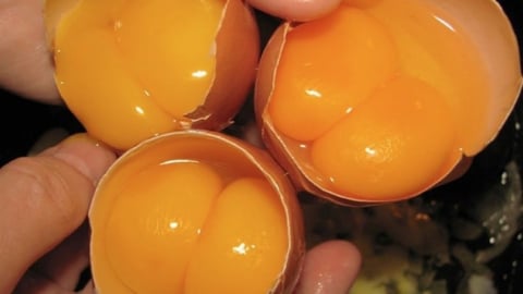 Chuyên gia lý giải về việc trứng gà có hai lòng đỏ