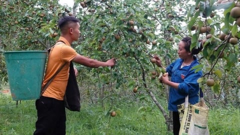 Những vườn cây ăn quả ôn đới trĩu cành ở Mù Cang Chải