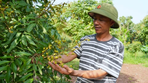 Trồng nhãn hữu cơ nông dân thu trái ngọt