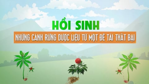 Hồi sinh những cánh rừng dược liệu từ một đề tài thất bại