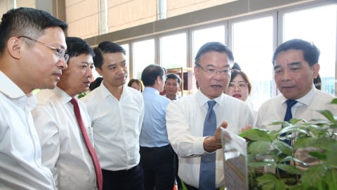 Quyết định 463 mở rộng đường cho ngành công nghiệp dược liệu