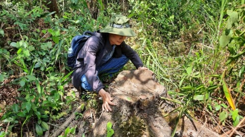 Ngăn chặn tình trạng xâm lấn đất rừng phòng hộ để trồng cây