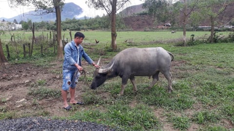 Trăn trở công tác thú y cơ sở sau khi sát nhập đơn vị hành chính