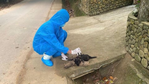 Nhiều người dân ở TP Đà Nẵng bị chó dại cắn