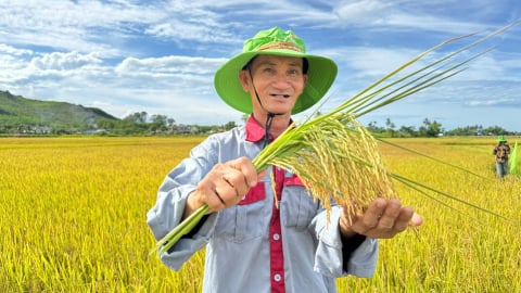 Khảo nghiệm tại Quảng Ngãi, giống lúa TBR19 cho thấy triển vọng