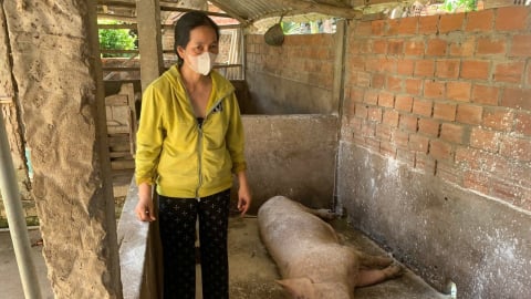 Quảng Ngãi cơ bản khống chế dịch tả lợn Châu Phi