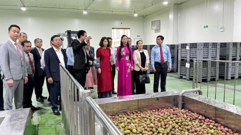 Khánh thành Nhà máy chế biến nông sản và dược liệu Sao Mai