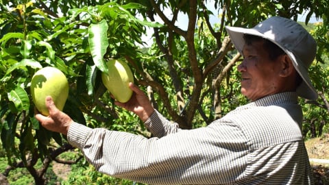 Độc đáo trang trại xoài hữu cơ trên núi