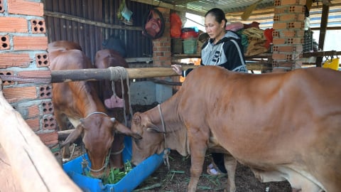 Chủ động phòng bệnh cho đàn vật nuôi
