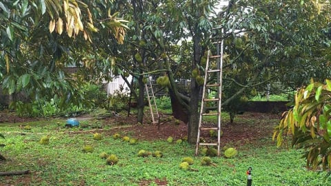 Cây đổ, sầu riêng rụng trái, giao thông ách tắc do ảnh hưởng bão số 3