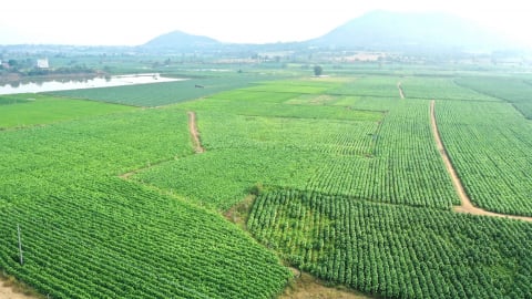 Đi giữa ngàn xanh